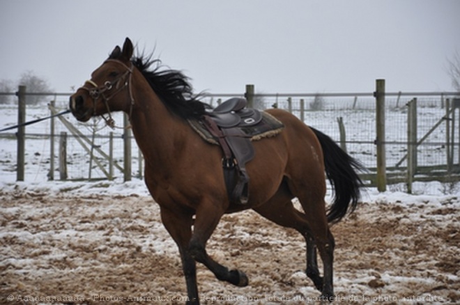 Photo d'Appaloosa