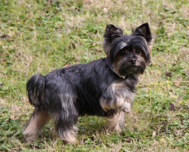 Photo de Yorkshire terrier