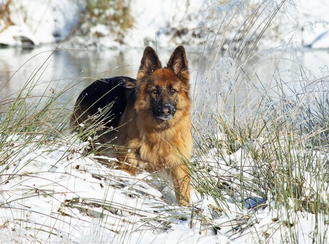 Photo de Berger allemand  poil court