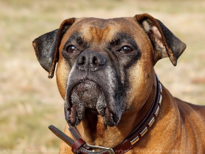 Photo de Boxer