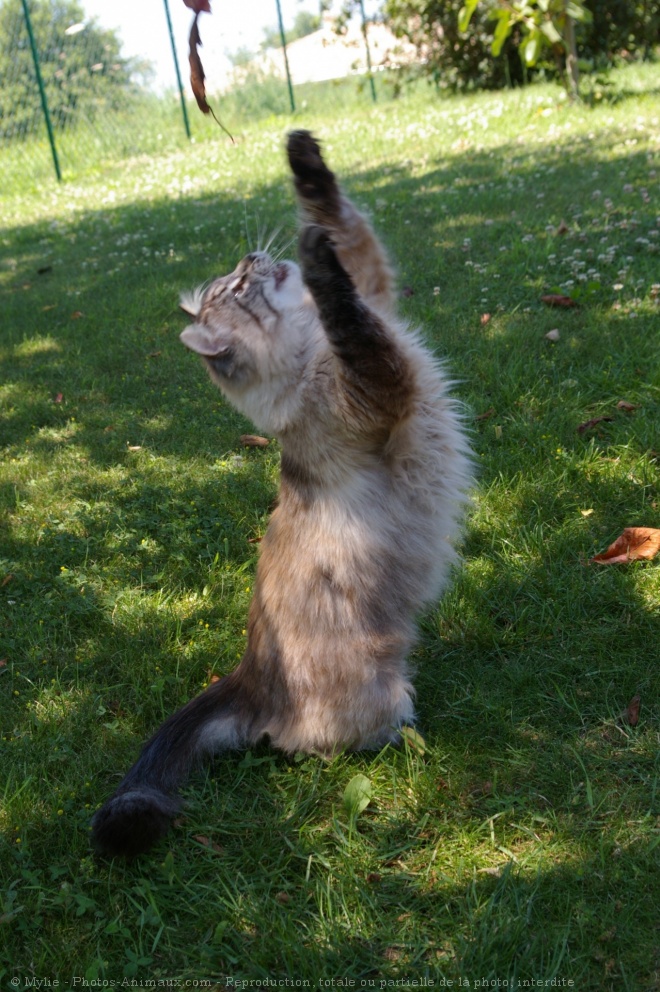 Photo de Chat domestique