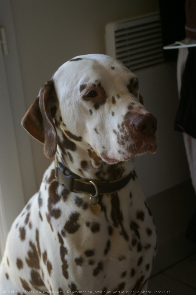 Photo de Dalmatien