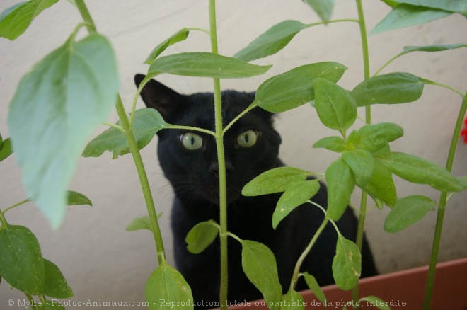 Photo de Chat domestique