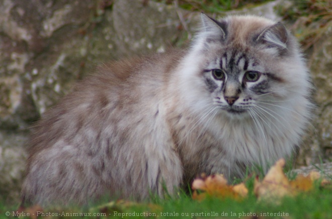 Photo de Chat domestique