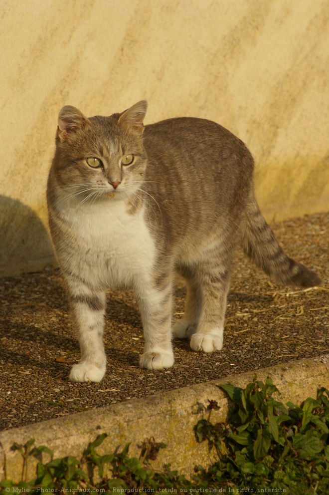 Photo de Chat domestique