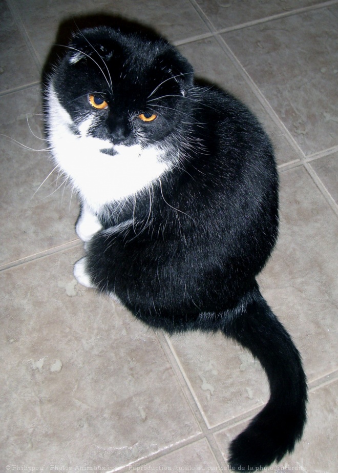 Photo de Scottish fold