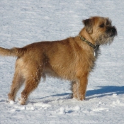 Photo de Border terrier