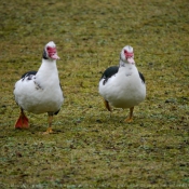 Photo de Canard de barbarie