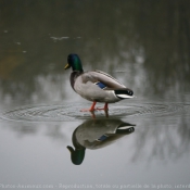 Photo de Canard colvert