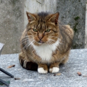 Photo de Chat domestique