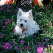 Photo de West highland white terrier