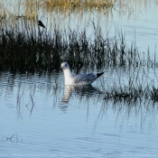 Photo de Mouette