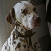 Photo de Dalmatien