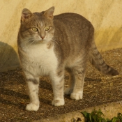 Photo de Chat domestique