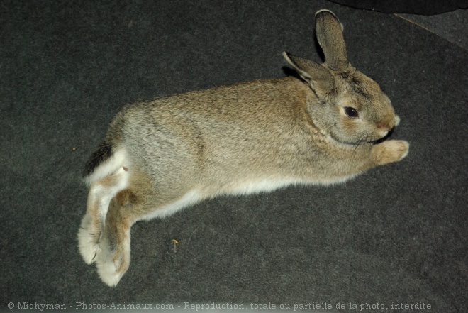 Photo de Lapin