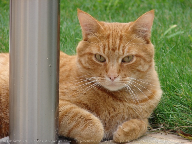 Photo de Chat domestique