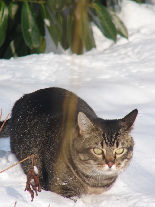 Photo de Chat domestique