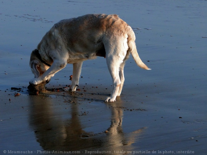 Photo de Labrador retriever