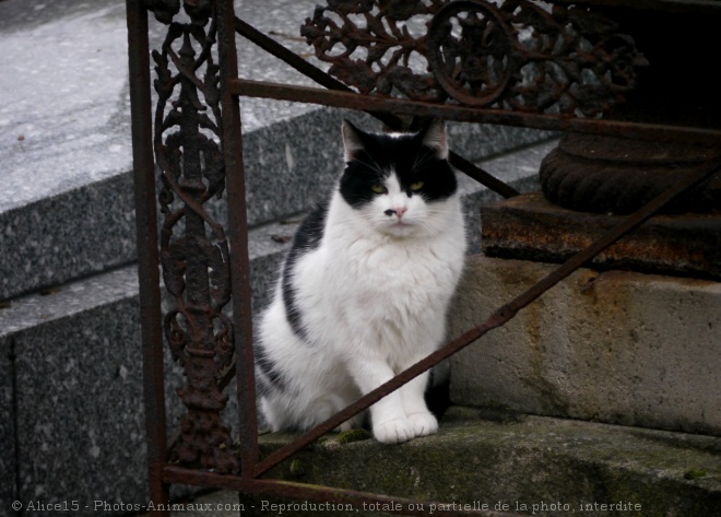 Photo de Chat domestique