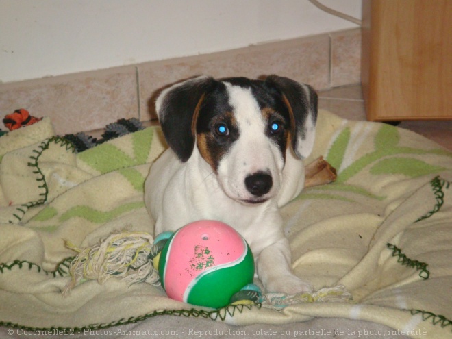 Photo de Jack russell terrier