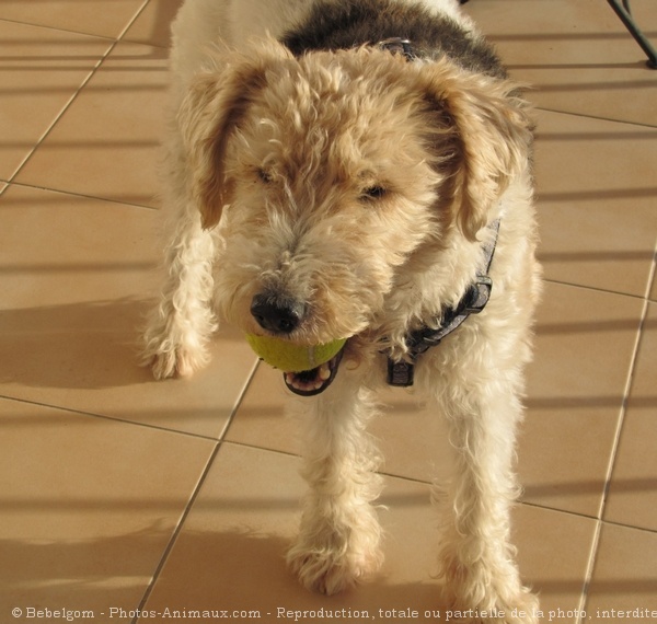 Photo de Fox terrier  poil dur