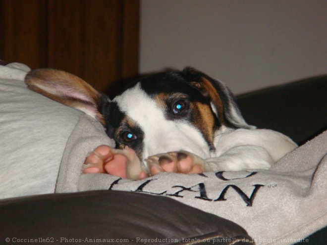 Photo de Jack russell terrier