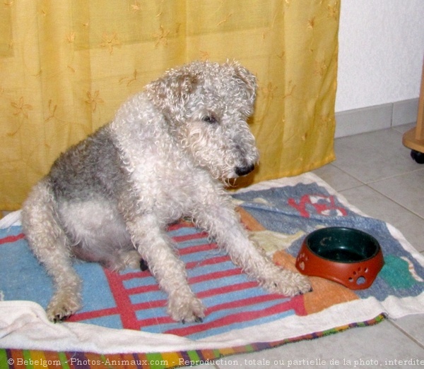 Photo de Fox terrier  poil dur