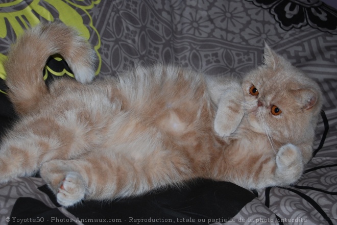 Photo d'Exotic shorthair