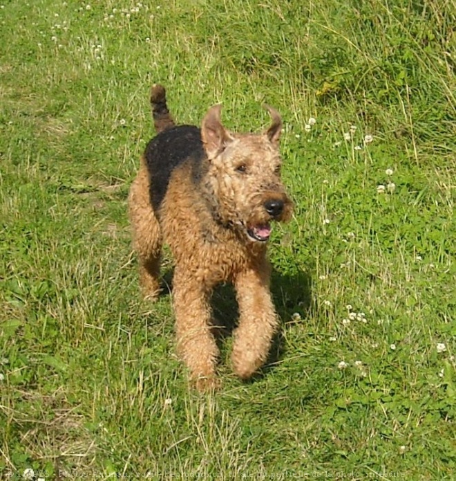 Photo d'Airedale terrier