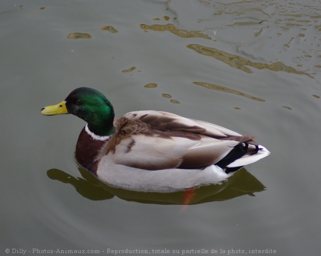 Photo de Canard colvert