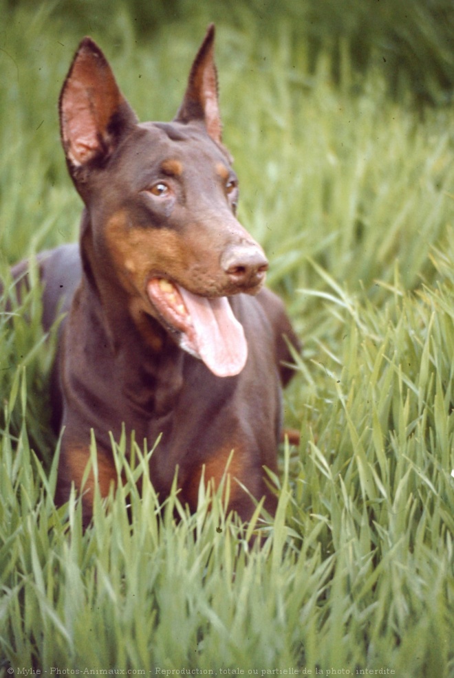 Photo de Dobermann