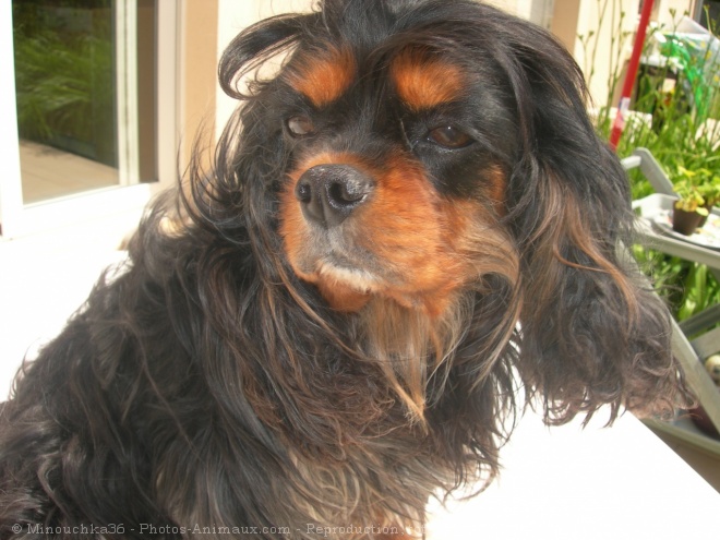 Photo de Cavalier king charles spaniel