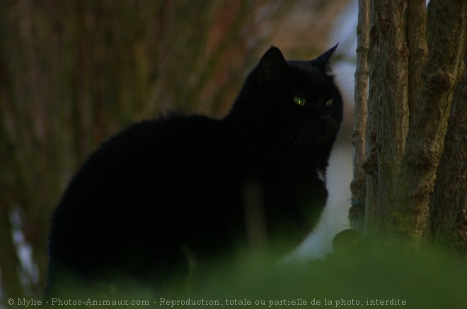 Photo de Chat domestique