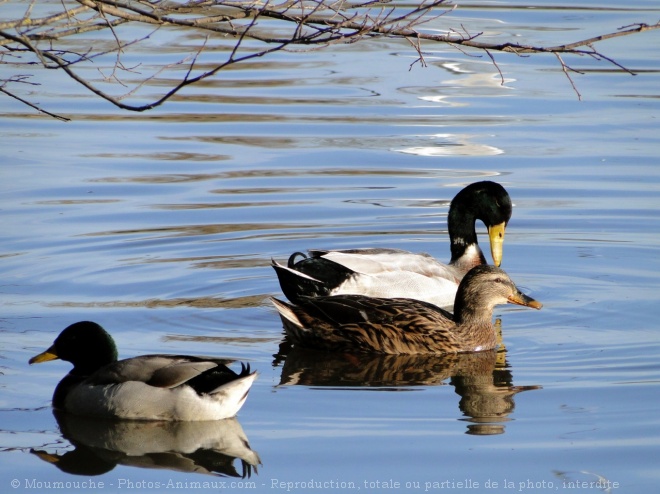 Photo de Canard colvert