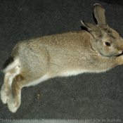 Photo de Lapin