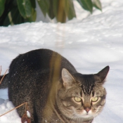 Photo de Chat domestique