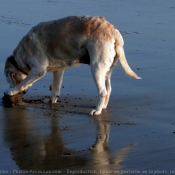 Photo de Labrador retriever