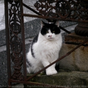 Photo de Chat domestique