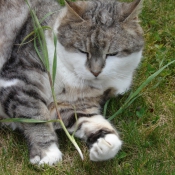 Photo de Chat domestique