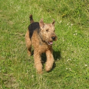 Photo d'Airedale terrier