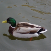 Photo de Canard colvert