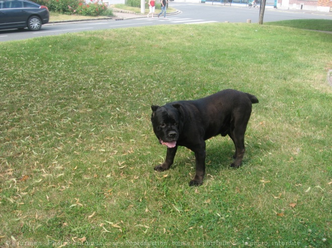 Photo de Chien de cour italien