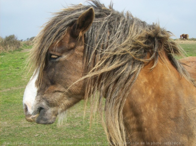 Photo de Breton