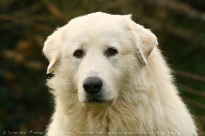 Photo de Chien de montagne des pyrnes