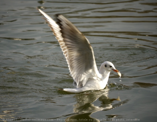 Photo de Mouette