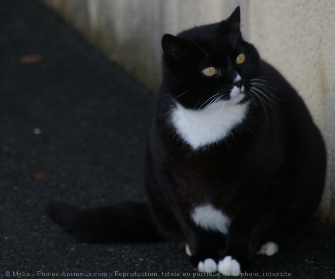 Photo de Chat domestique