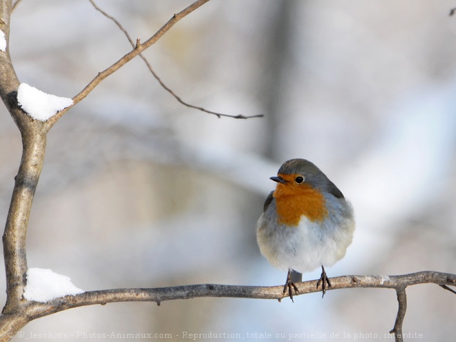 Photo de Rouge gorge