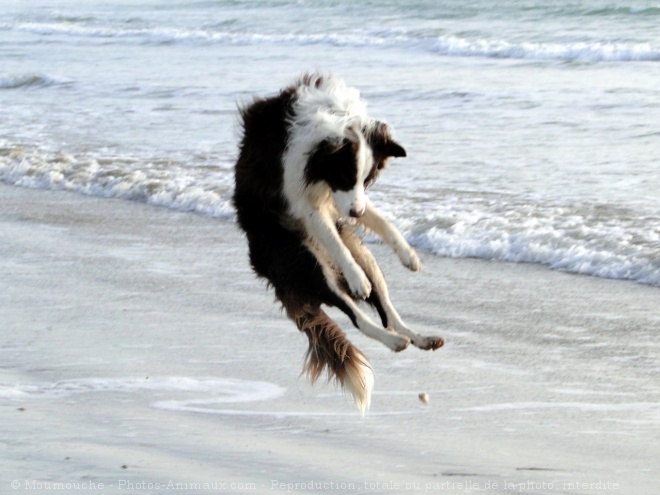 Photo de Border collie