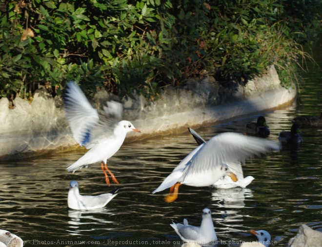 Photo de Mouette