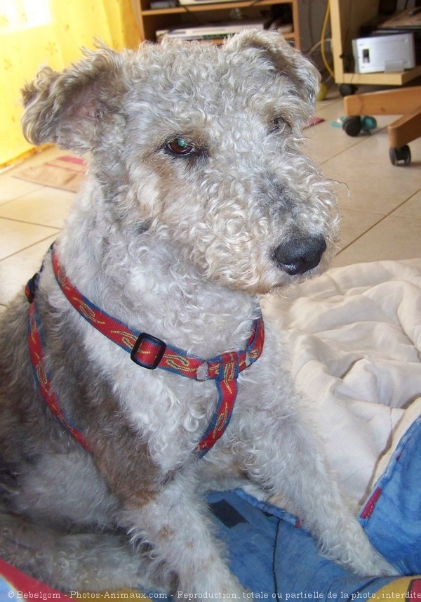 Photo de Fox terrier  poil dur